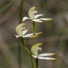 Caladenia moschata (Musky Caps) at Denman Prospect, ACT - Yesterday by RobG1