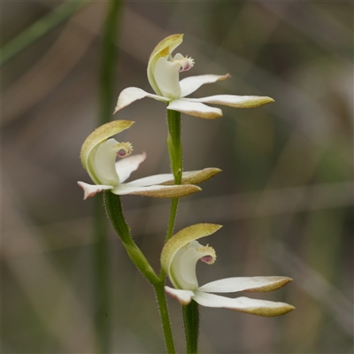 Caladenia moschata (Musky Caps) at Denman Prospect, ACT - Yesterday by RobG1