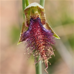 Calochilus platychilus (Purple Beard Orchid) at Denman Prospect, ACT - Yesterday by RobG1