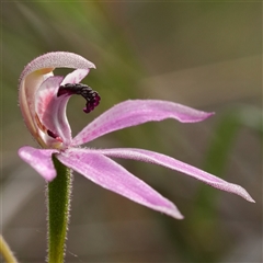 Caladenia congesta (Pink Caps) at Acton, ACT - Yesterday by RobG1