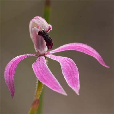 Caladenia congesta (Pink Caps) at Acton, ACT - Yesterday by RobG1