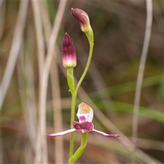 Caladenia moschata (Musky Caps) at Acton, ACT - Yesterday by RobG1