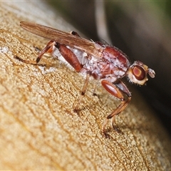 Tapeigaster sp. (genus) (Fungus fly, Heteromyzid fly) at Denman Prospect, ACT - 18 Oct 2025 by Harrisi