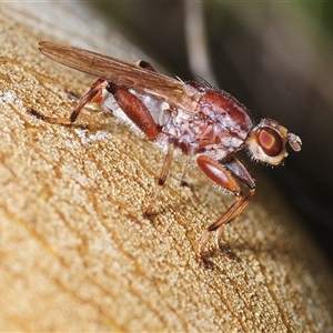 Unverified True fly (Diptera) at Denman Prospect, ACT - 18 Oct 2025 by Harrisi