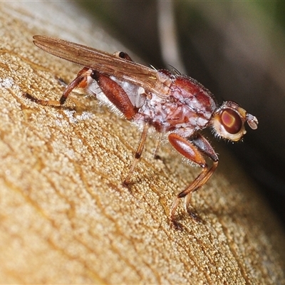 Tapeigaster sp. (genus) (Fungus fly, Heteromyzid fly) at Denman Prospect, ACT - 18 Oct 2025 by Harrisi