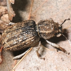 Unverified Beetle (Coleoptera) at Whitlam, ACT - 18 Oct 2025 by Harrisi
