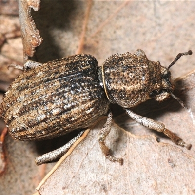Unverified Beetle (Coleoptera) at Whitlam, ACT - 18 Oct 2025 by Harrisi