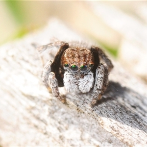 Maratus vespertilio at Whitlam, ACT - 18 Oct 2025 by Harrisi