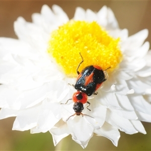 Unverified Beetle (Coleoptera) at Whitlam, ACT - 18 Oct 2025 by Harrisi