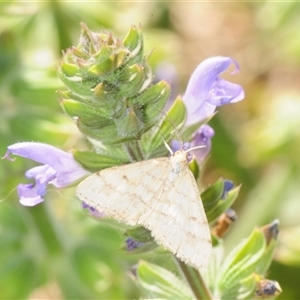 Unverified Moth (Lepidoptera) at Whitlam, ACT - 18 Oct 2025 by Harrisi