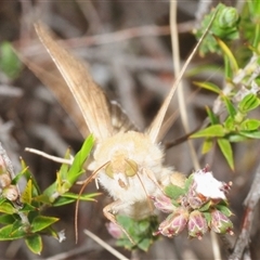 Helicoverpa punctigera (Native Budworm) at Theodore, ACT - 19 Oct 2025 by Harrisi