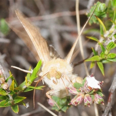Helicoverpa punctigera (Native Budworm) at Theodore, ACT - 19 Oct 2025 by Harrisi