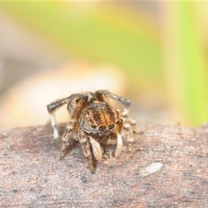 Maratus plumosus at Theodore, ACT - 19 Oct 2025 by Harrisi