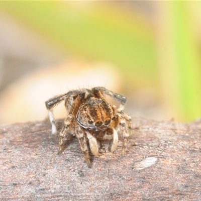 Maratus chrysomelas (Variable Peacock Spider) at Theodore, ACT - 19 Oct 2025 by Harrisi