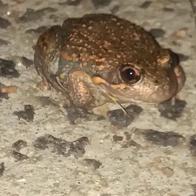 Limnodynastes dumerilii (Eastern Banjo Frog) at Gordon, ACT - Yesterday by MichaelBedingfield