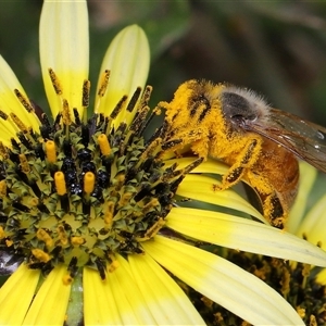 Apis mellifera at Yarralumla, ACT - Yesterday by TimL