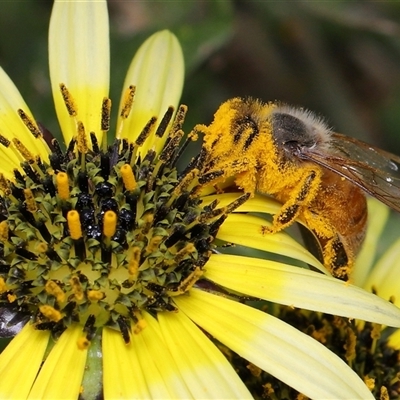 Apis mellifera (European honey bee) at Yarralumla, ACT - 21 Oct 2025 by TimL