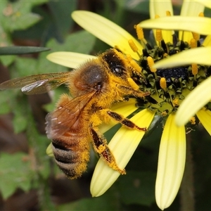 Apis mellifera at Yarralumla, ACT - Yesterday by TimL