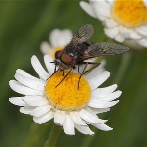 Tabanidae (family) at Yarralumla, ACT - Yesterday by TimL