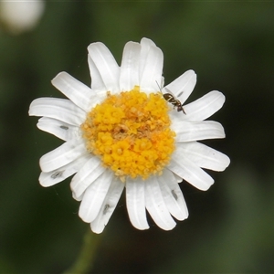 Megastigmus sp. (genus) at Yarralumla, ACT - Yesterday by TimL