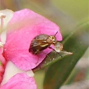 Steganopsis melanogaster (A lauxaniid fly) at Braemar, NSW - Yesterday by Curiosity