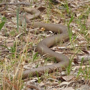 Pseudonaja textilis (Eastern Brown Snake) at Kambah, ACT - Yesterday by LineMarie