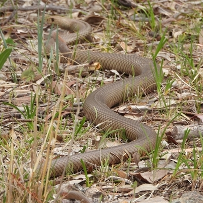 Pseudonaja textilis (Eastern Brown Snake) at Kambah, ACT - Yesterday by LineMarie
