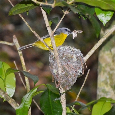 Eopsaltria australis (Eastern Yellow Robin) at  - suppressed by plants