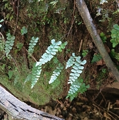 Adiantum diaphanum (Filmy Maidenhair) at Berry Mountain, NSW - 18 Oct 2025 by plants