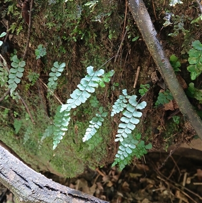Adiantum diaphanum (Filmy Maidenhair) at Berry Mountain, NSW - 18 Oct 2025 by plants