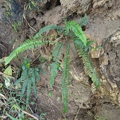 Blechnum parrisiae at Bundewallah, NSW - 18 Oct 2025 by plants