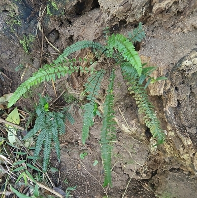 Blechnum parrisiae at Bundewallah, NSW - 18 Oct 2025 by plants