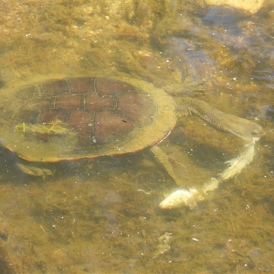 Chelodina longicollis (Eastern Long-necked Turtle) at Paddys River, ACT - 17 Oct 2025 by LineMarie