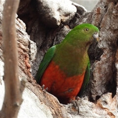 Alisterus scapularis (Australian King-Parrot) at Kambah, ACT - 21 Oct 2025 by LineMarie