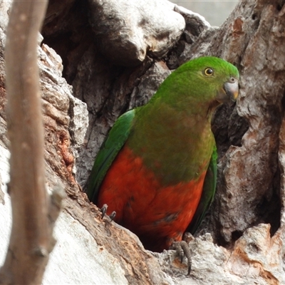Alisterus scapularis (Australian King-Parrot) at Kambah, ACT - 21 Oct 2025 by LineMarie
