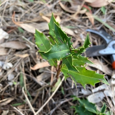 Ilex aquifolium (Holly) at Hackett, ACT - 17 Oct 2025 by waltraud