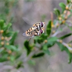 Simosyrphus grandicornis (Common hover fly) at Coombs, ACT - 21 Oct 2025 by Miranda
