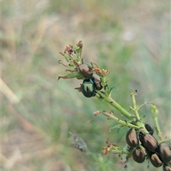 Chrysolina quadrigemina (Greater St Johns Wort beetle) at Coombs, ACT - 21 Oct 2025 by Miranda