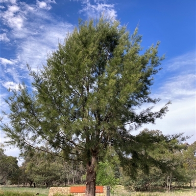 Allocasuarina littoralis at Watson, ACT - 19 Oct 2025 by waltraud