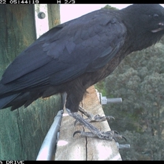 Corvus coronoides at Thurgoona, NSW - Yesterday by AlburyCityEnviros