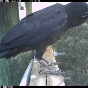 Corvus coronoides at Thurgoona, NSW - Today by AlburyCityEnviros