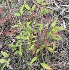 Nandina domestica (Sacred Bamboo) at Hackett, ACT - 17 Oct 2025 by waltraud
