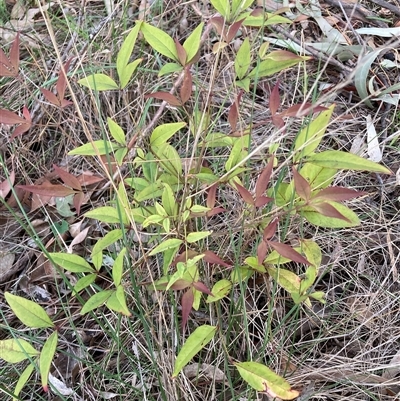 Nandina domestica (Sacred Bamboo) at Hackett, ACT - 17 Oct 2025 by waltraud