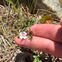 Geranium (genus) at Red Hill, ACT - 20 Oct 2025 by KaiDewPHD
