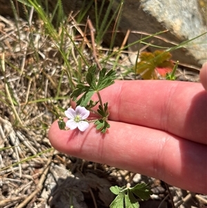 Geranium (genus) at Red Hill, ACT - 20 Oct 2025 by KaiDewPHD