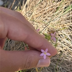 Unverified Other Wildflower or Herb at Red Hill, ACT - 20 Oct 2025 by KaiDewPHD