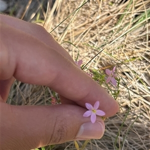 Unverified Other Wildflower or Herb at Red Hill, ACT - 20 Oct 2025 by KaiDewPHD