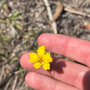 Goodenia pinnatifida (Scrambled Eggs) at Red Hill, ACT - 20 Oct 2025 by KaiDewPHD