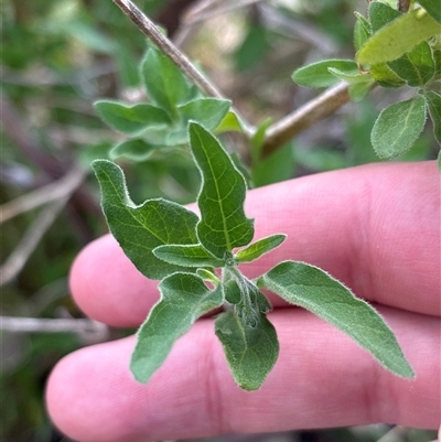 Unverified Other Shrub at Strathnairn, ACT - 19 Oct 2025 by KaiDewPHD