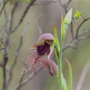 Calochilus platychilus (Purple Beard Orchid) at Cook, ACT - Yesterday by Rheardy